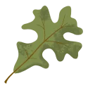 leafv31