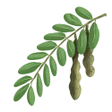 leafv36