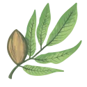 leafv37
